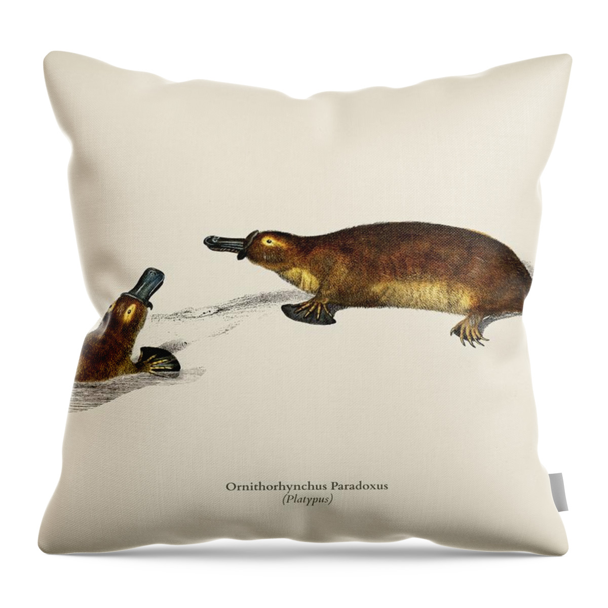 Australia Throw Pillow featuring the painting Platypus Ornithorhynchus Paradoxus illustrated by Charles Dessalines D' Orbigny 1806-1876 by Celestial Images