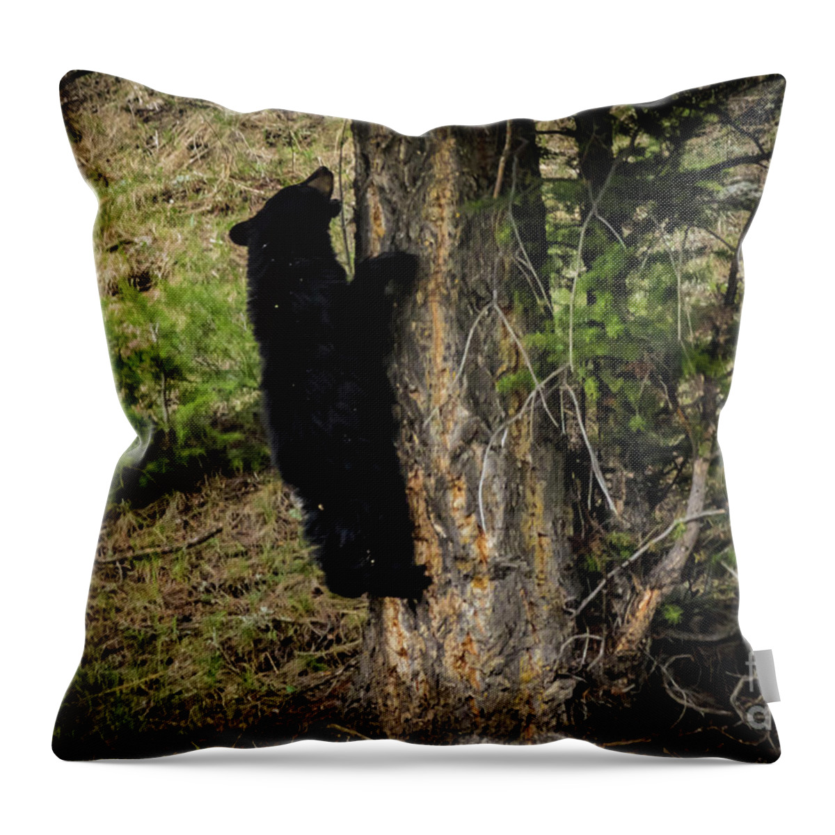 #cubs Throw Pillow featuring the photograph Playful Cub by George Kenhan