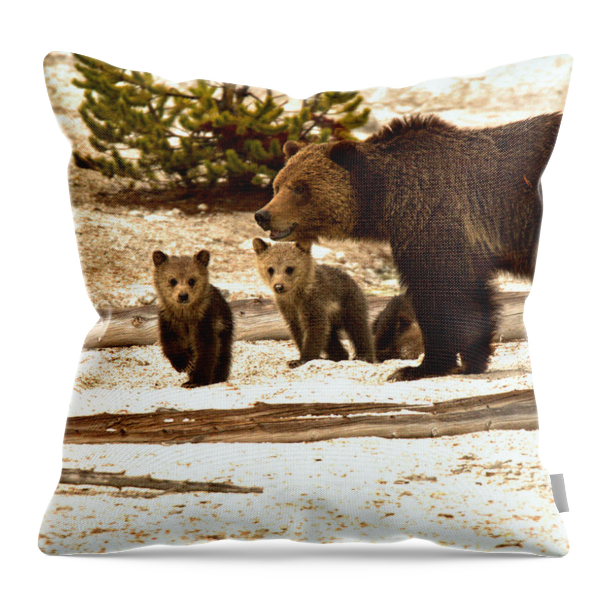 Grizly Bear Throw Pillow featuring the photograph Playful Grizzly Bear Family At Roaring Mountain by Adam Jewell
