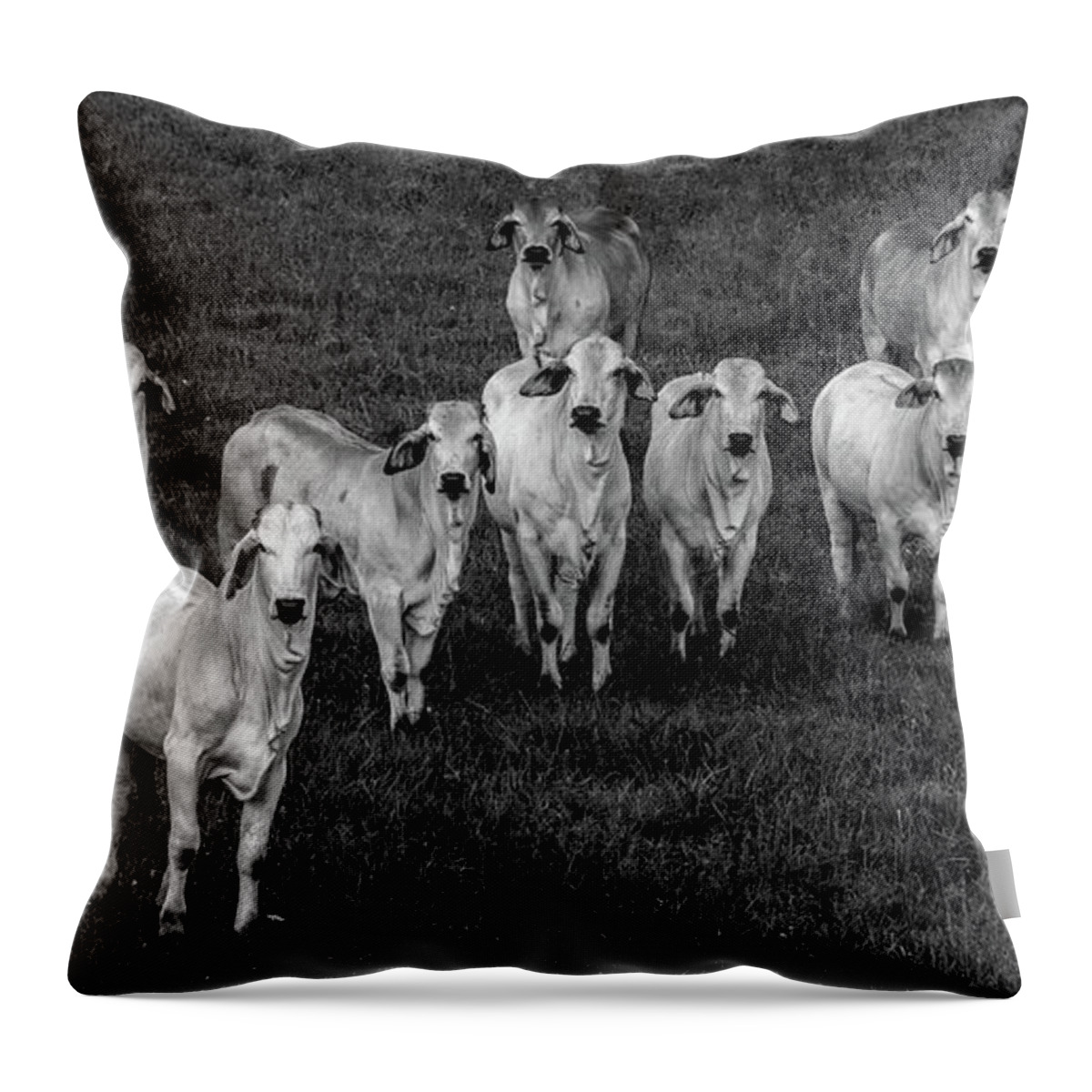 Tennessee Throw Pillow featuring the photograph Please Tell Me You Brought Breakfast, Black and White by Marcy Wielfaert