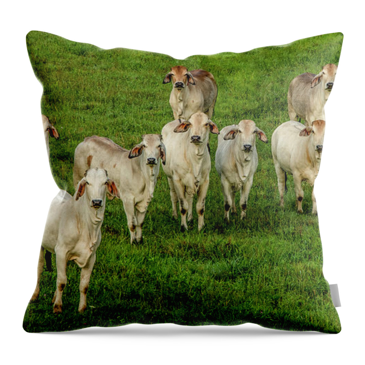 Tennessee Throw Pillow featuring the photograph Please Tell Me You Brought Breakfast by Marcy Wielfaert