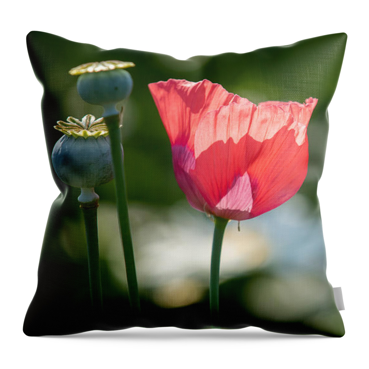 Poppies Throw Pillow featuring the photograph Poppies by Holly Ross