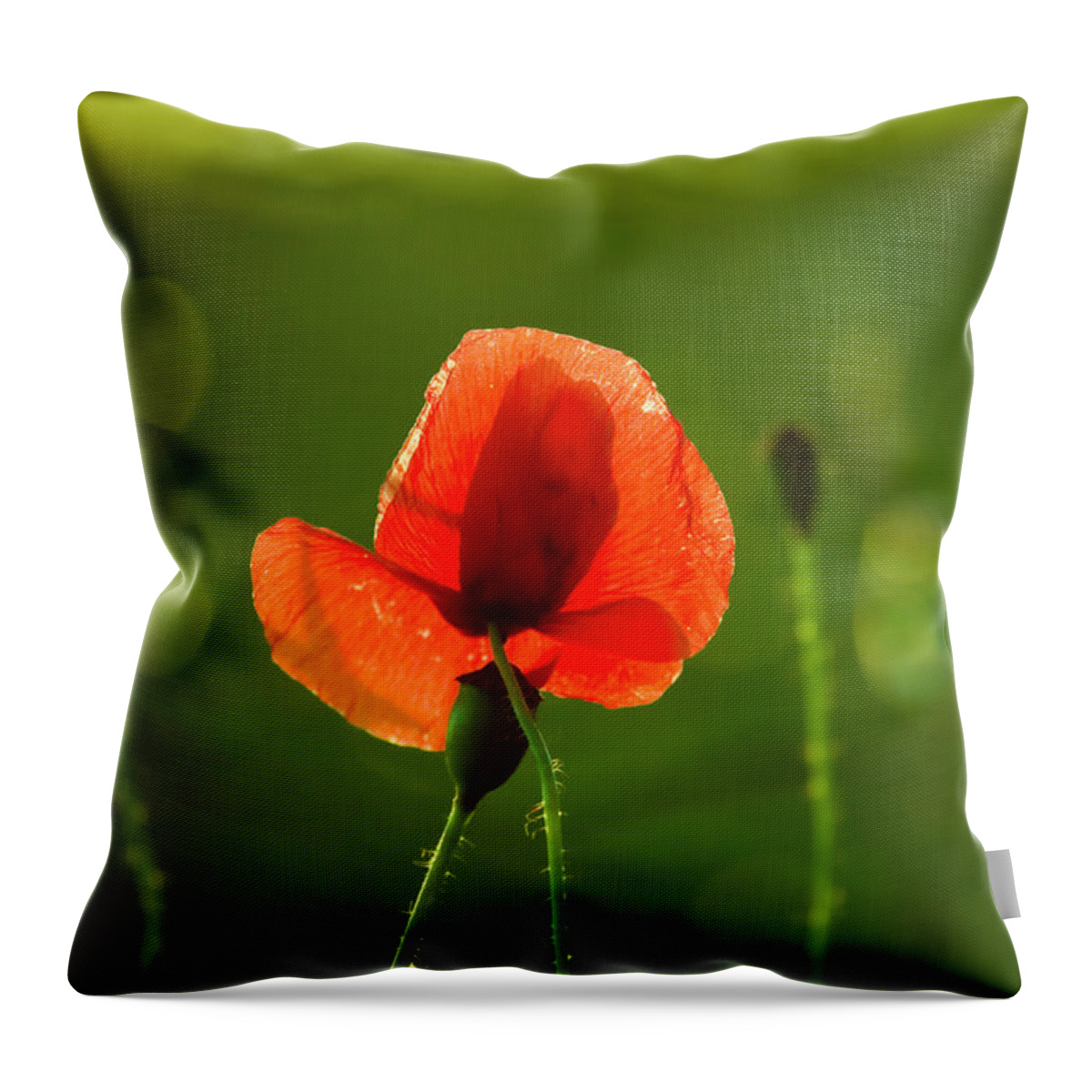 Outdoors Throw Pillow featuring the photograph Poppy Flower by Andreaskermann