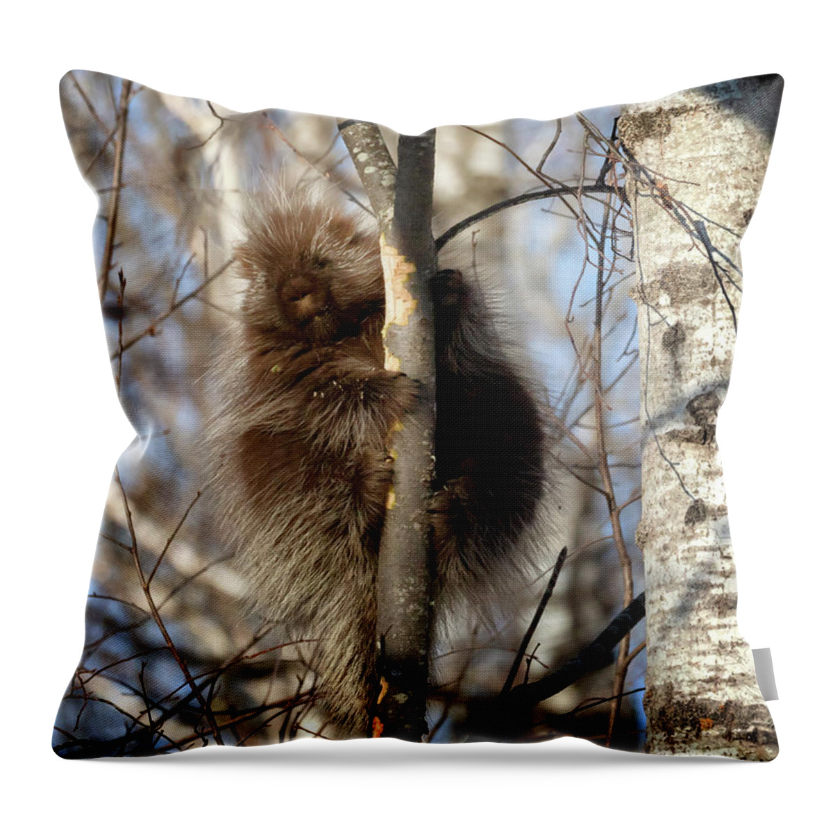 Porcupine Throw Pillow featuring the photograph Porcupine by Susan Rissi Tregoning