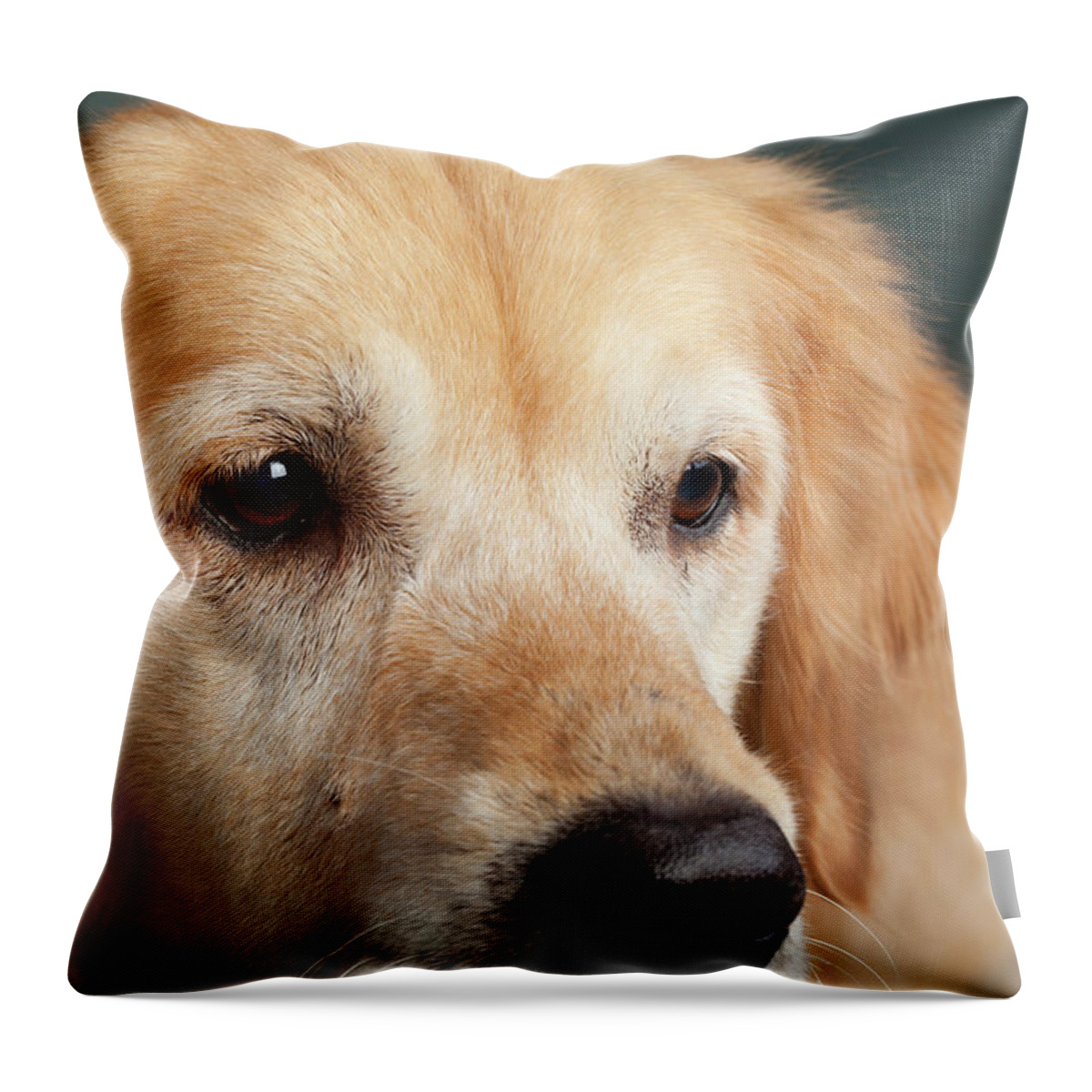 Photography Throw Pillow featuring the photograph Portrait Of A Golden Retriever Dog by Panoramic Images