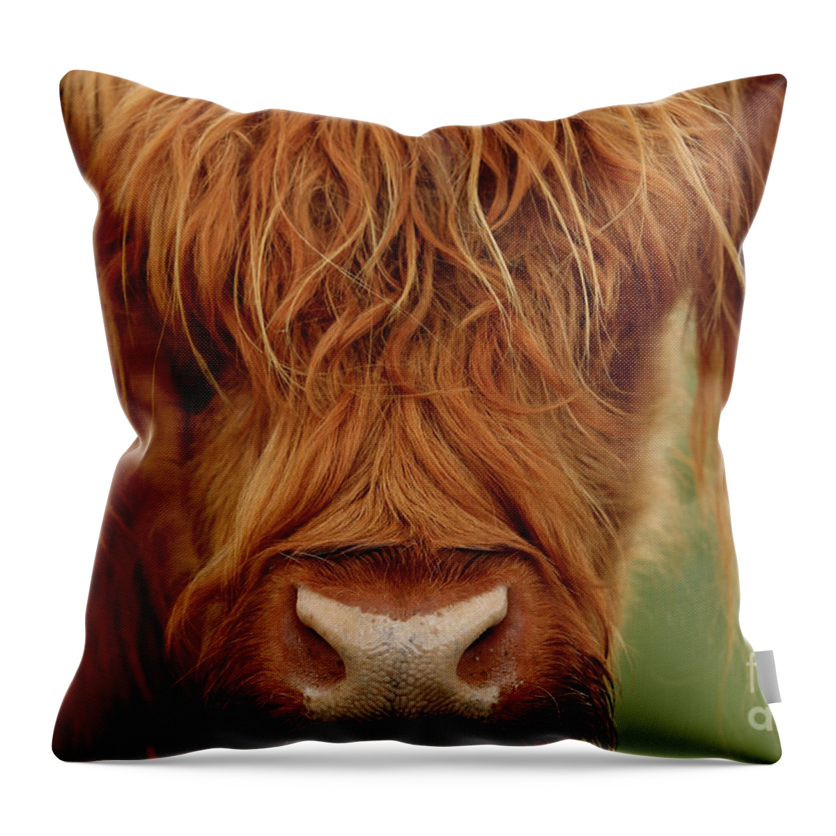 Highland Cow Throw Pillow featuring the photograph Portrait of a Highland Cow by Maria Gaellman