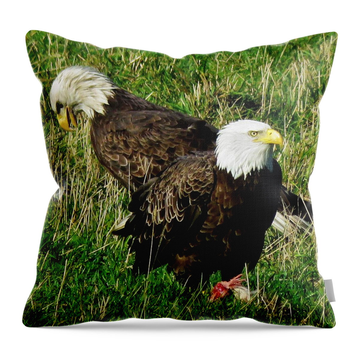 Eagles Throw Pillow featuring the photograph Possum For Breakfast by Lori Frisch