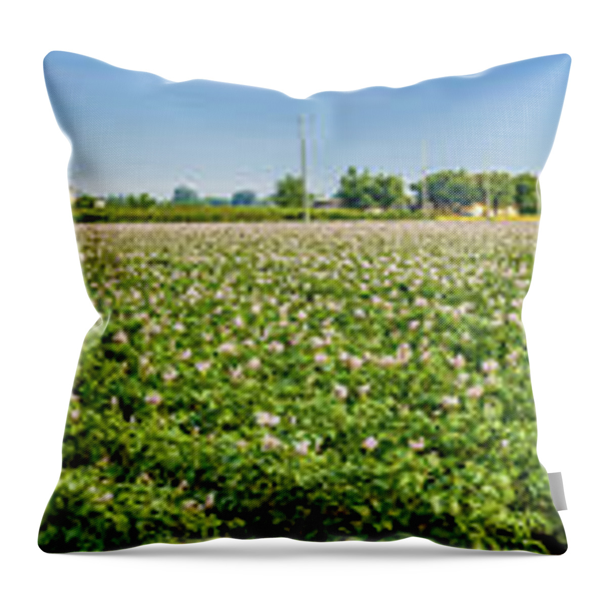 Italy Throw Pillow featuring the photograph Potato Fields by Vivida Photo PC