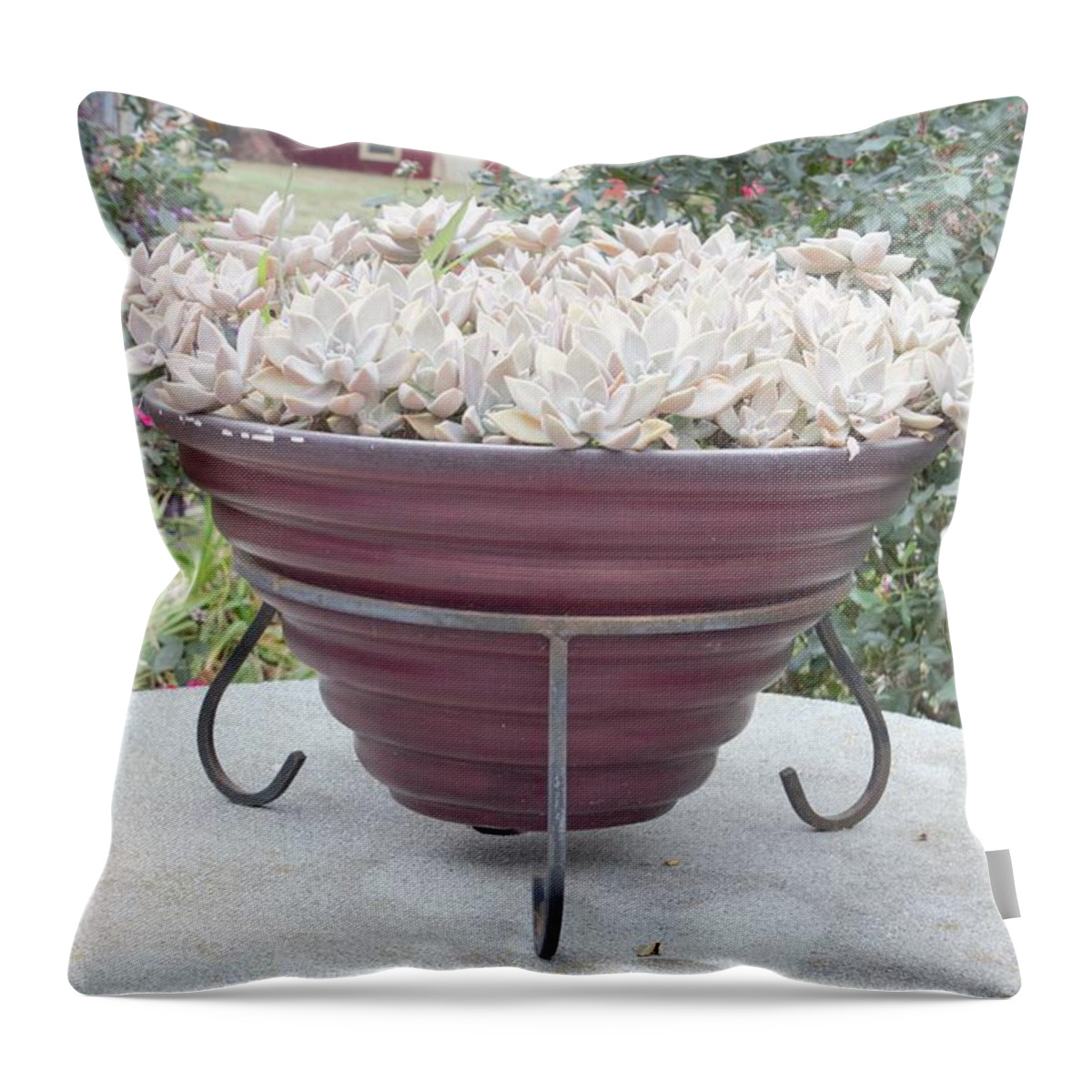 Plant Throw Pillow featuring the photograph Potted Perfection by Ali Baucom