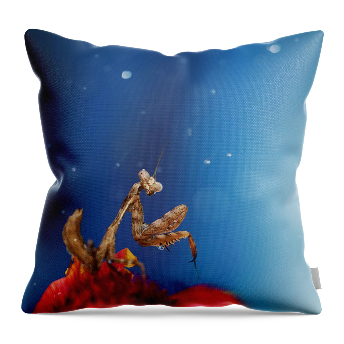 Tanzania Throw Pillow featuring the photograph Praying Mantis In Rain by Twomeows