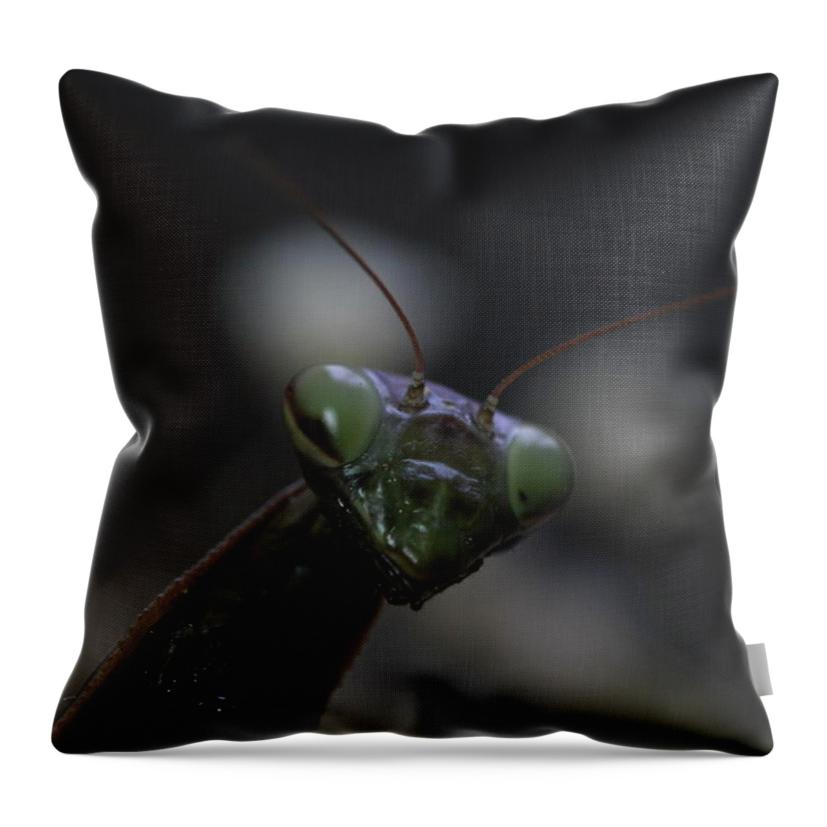 Mantis Throw Pillow featuring the photograph Praying mantis by Martin Smith