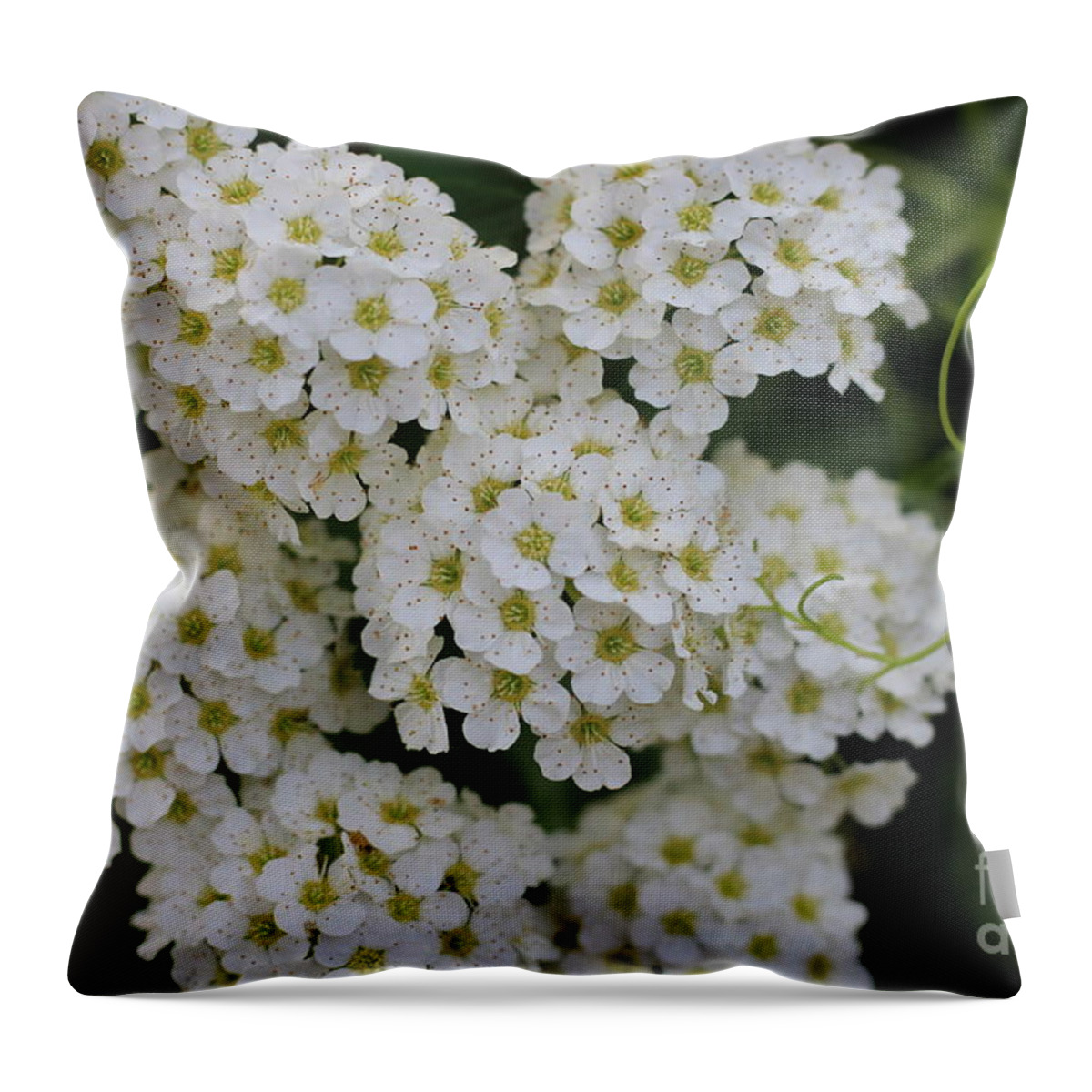 Pretty In White Throw Pillow featuring the photograph Pretty In White by Barbra Telfer