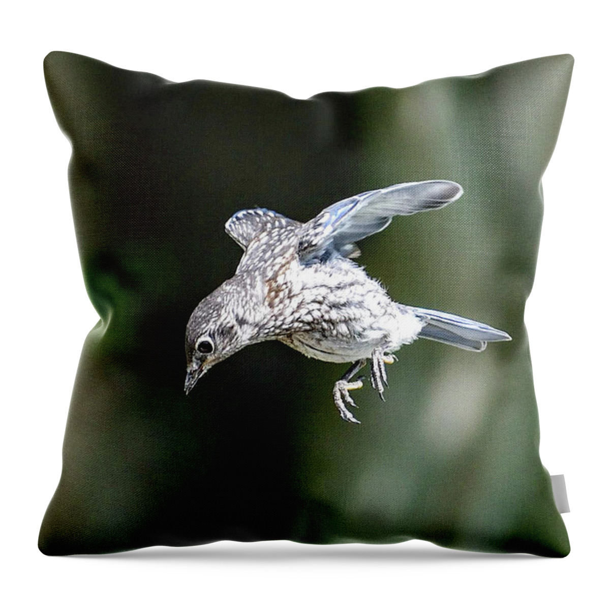 Eastern Bluebird Throw Pillow featuring the photograph Prince Charming Takes A Leap Of Faith - Eastern Bluebird by Cindy Treger