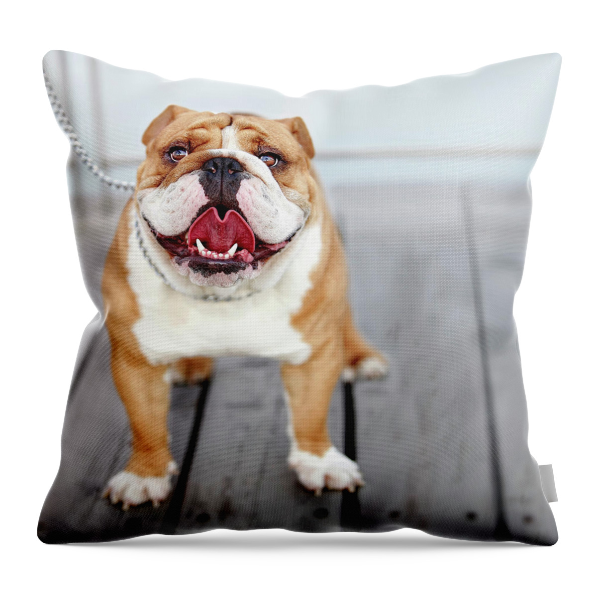 #faatoppicks Throw Pillow featuring the photograph Puppy Dog Breed English Bulldog by Maika 777