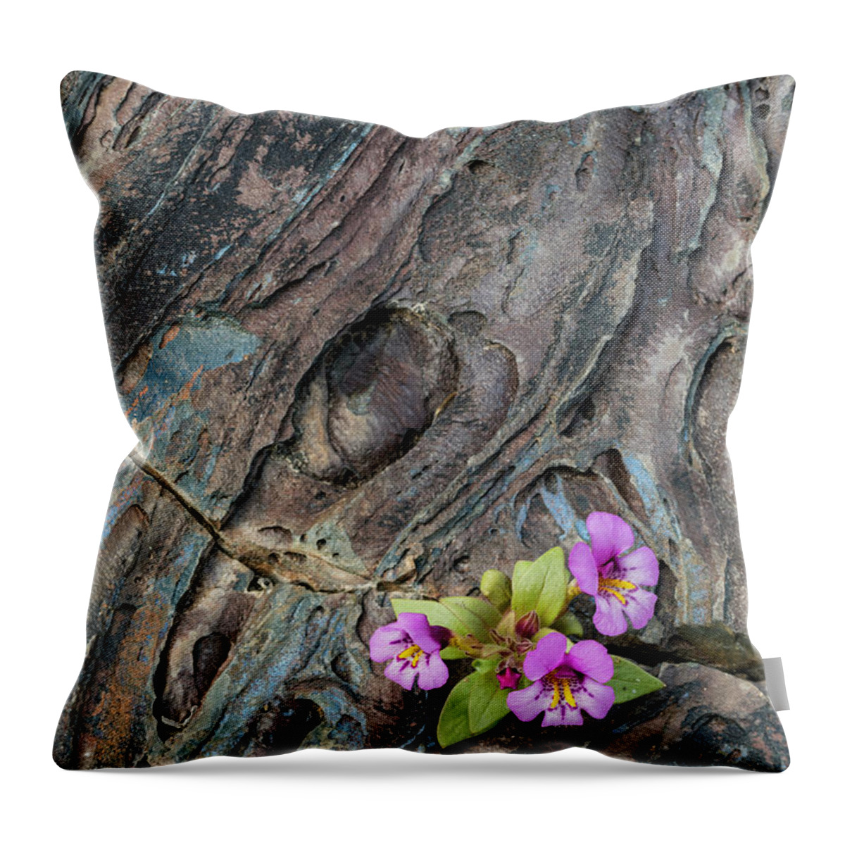 Jeff Foott Throw Pillow featuring the photograph Purole Monkeyflower In Old Lava by Jeff Foott