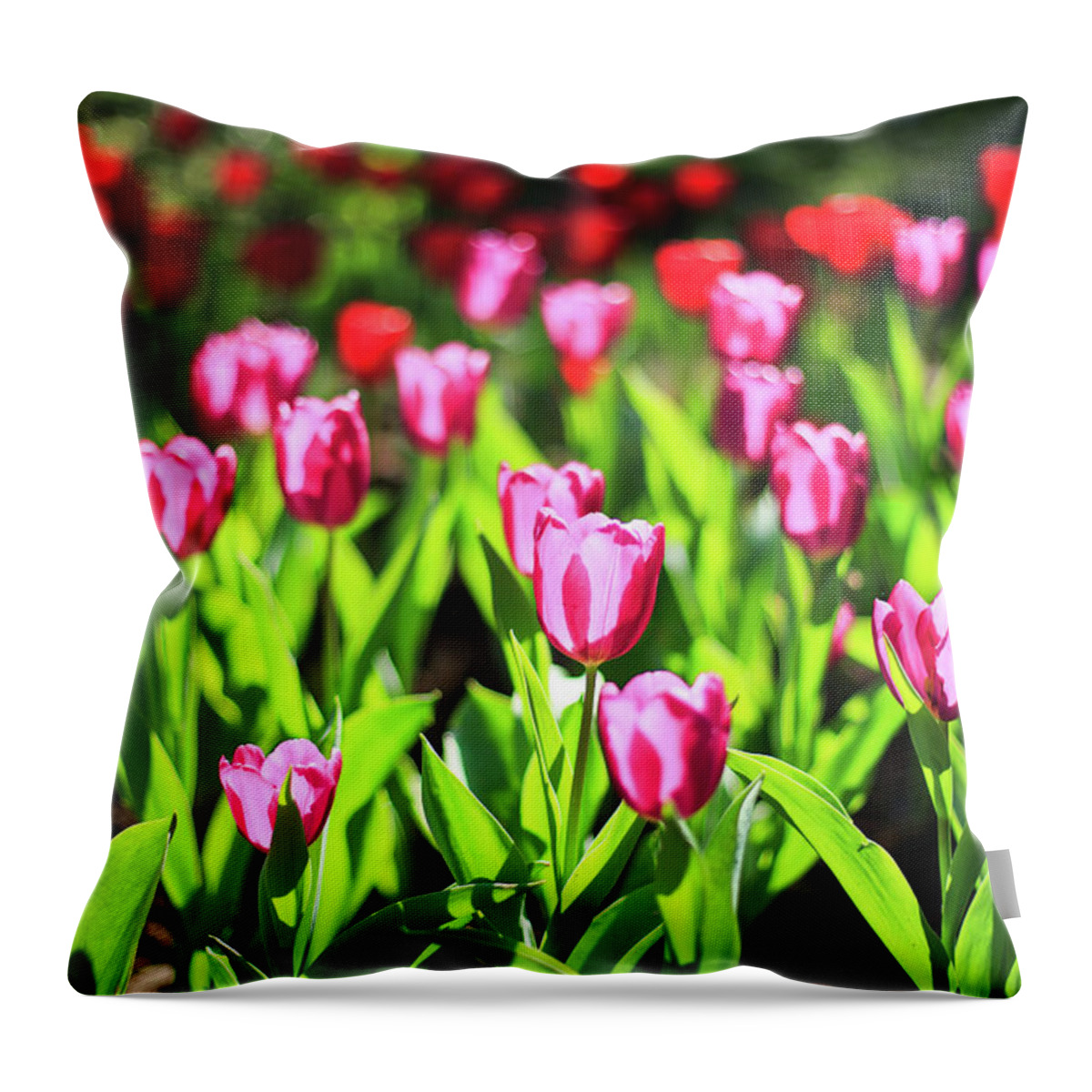 Taiwan Throw Pillow featuring the photograph Purple And Red Tulips Under Sun Light by Samyaoo