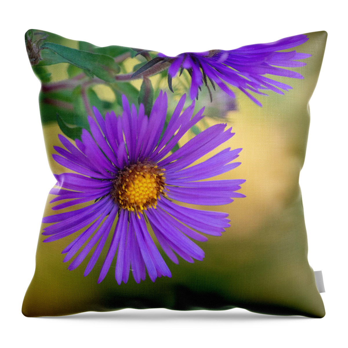 Aster Throw Pillow featuring the photograph Purple Aster Standing Out by Linda Bonaccorsi