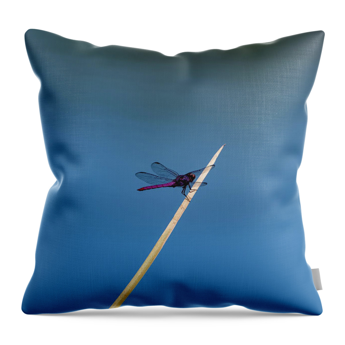 Dragonfly Throw Pillow featuring the photograph Purple Dragonfly by Douglas Killourie