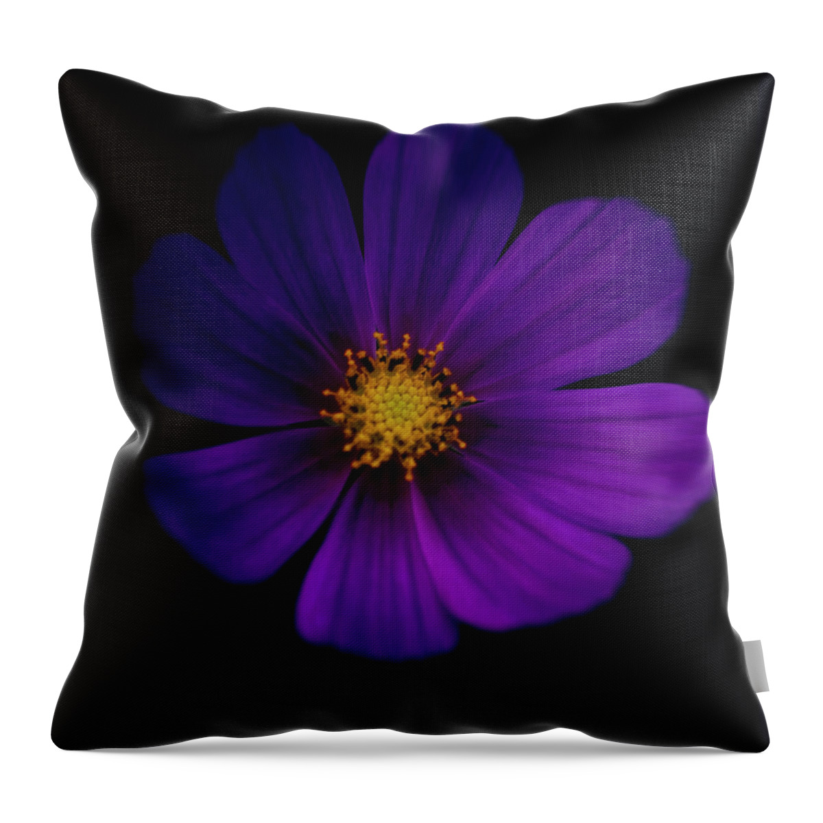 Purple Throw Pillow featuring the photograph Purple Flower Close Up On A Black by Michael Duva