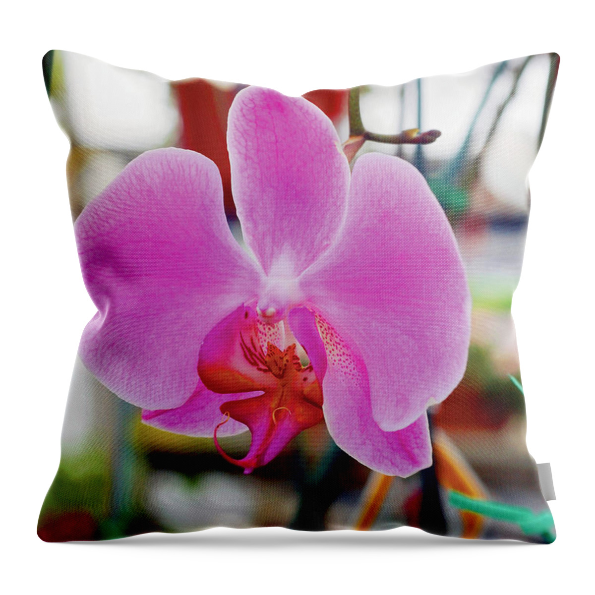 Purple Throw Pillow featuring the photograph Purple Orchid In Bloom, Close-up by Medioimages/photodisc