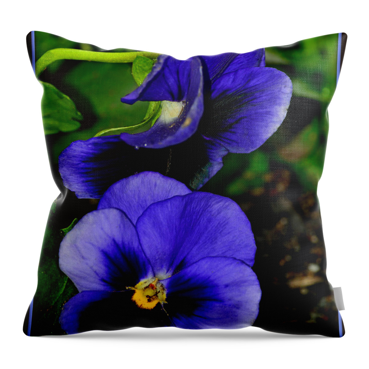 Pansies Throw Pillow featuring the photograph Purple Pansies by Constance Lowery