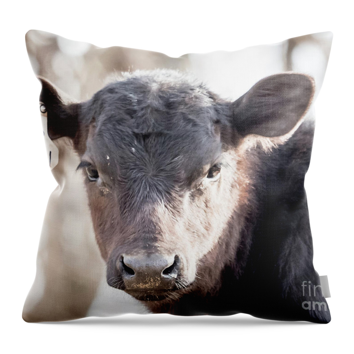Cow Throw Pillow featuring the drawing R181 Cow by Scott and Dixie Wiley