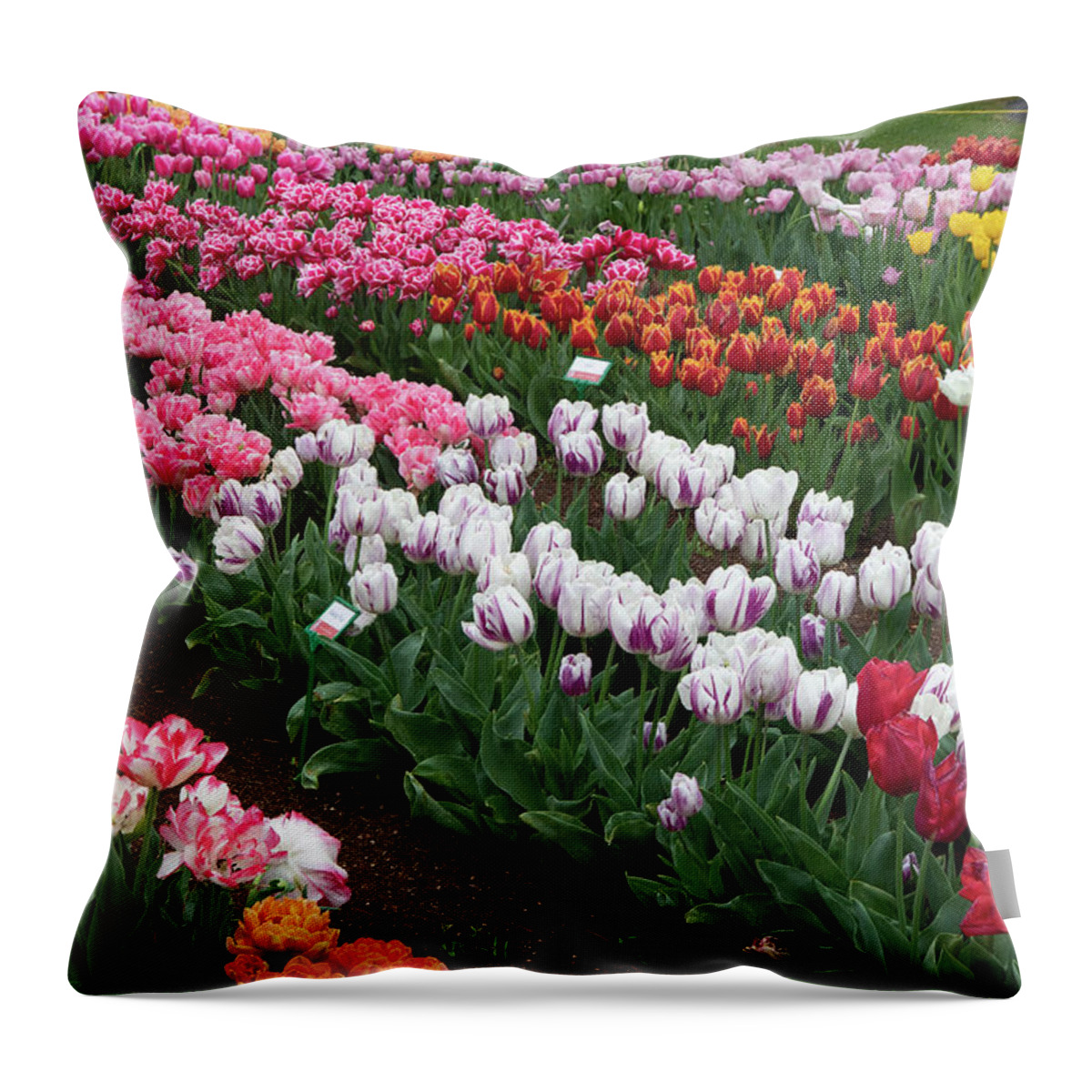 Flower Throw Pillow featuring the photograph Rainy Tulip Festival by Masami IIDA