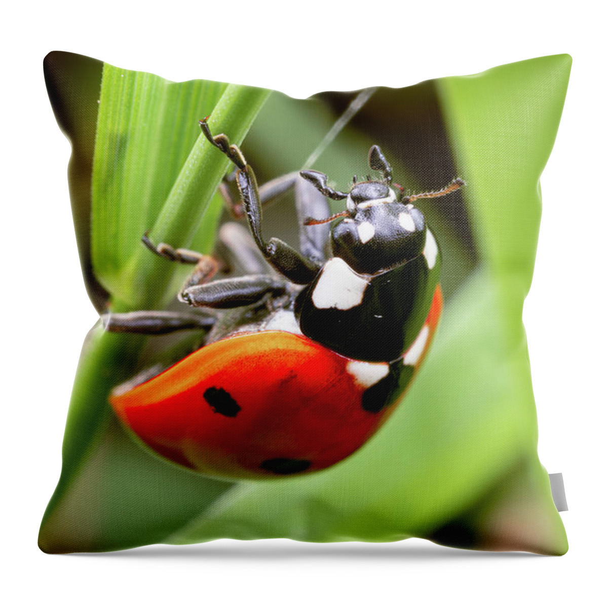 Lady Bug Ladybug Insect Close Up Closeup Close-up Macro Outside Outdoors Nature Brian Hale Brianhalephoto Throw Pillow featuring the photograph Reach Like A Lady by Brian Hale