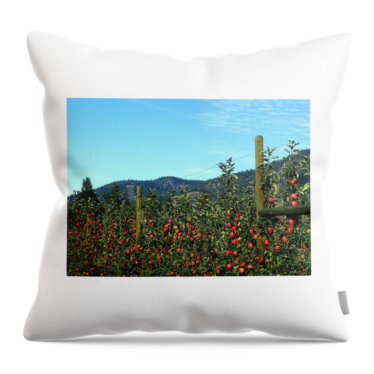 Apples Throw Pillow featuring the photograph Ready For Harvest by Will Borden
