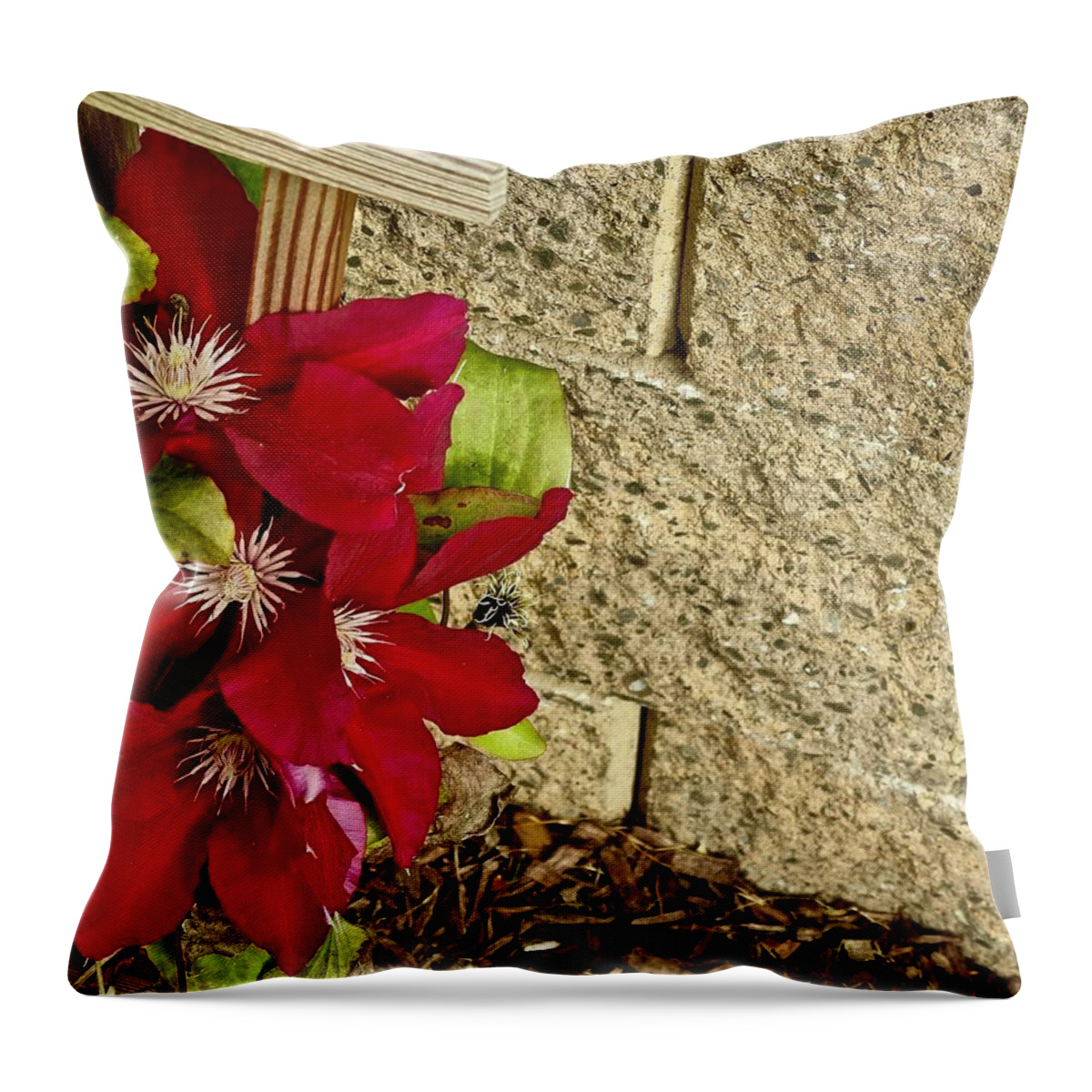Clematis Throw Pillow featuring the photograph Red Clematis by Kathy Chism