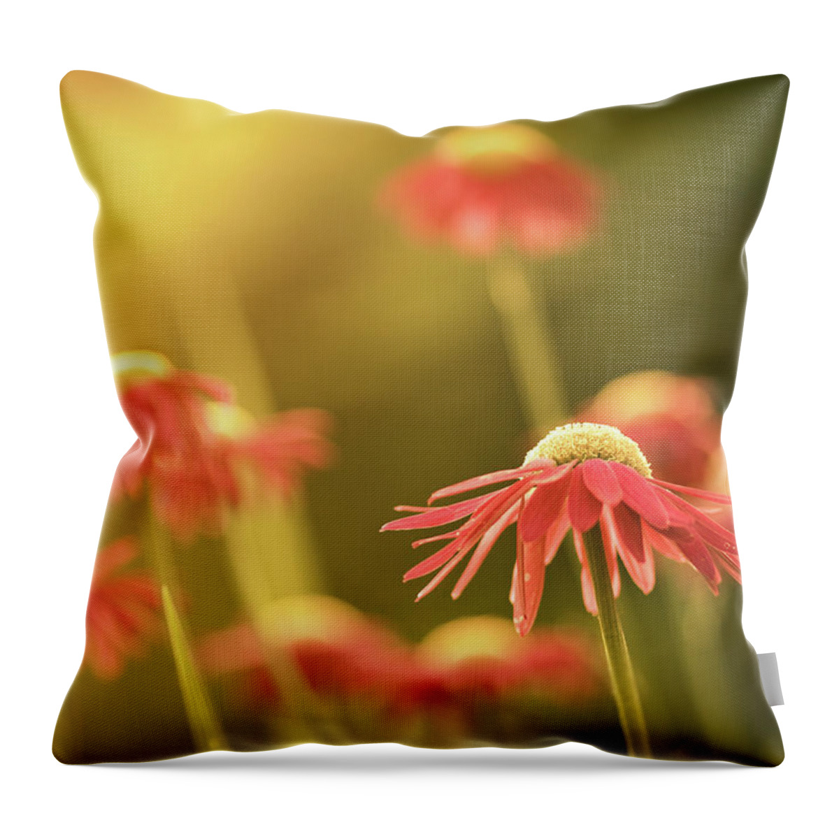 Outdoors Throw Pillow featuring the photograph Red Cone Flowers In Golden Sunlight by Jp Benante