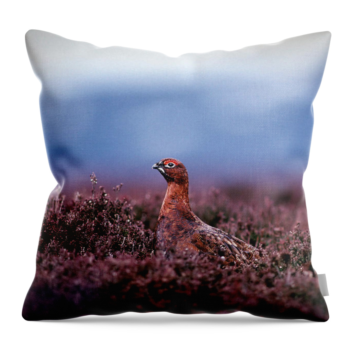 Alertness Throw Pillow featuring the photograph Red Grouse by Mike Hill