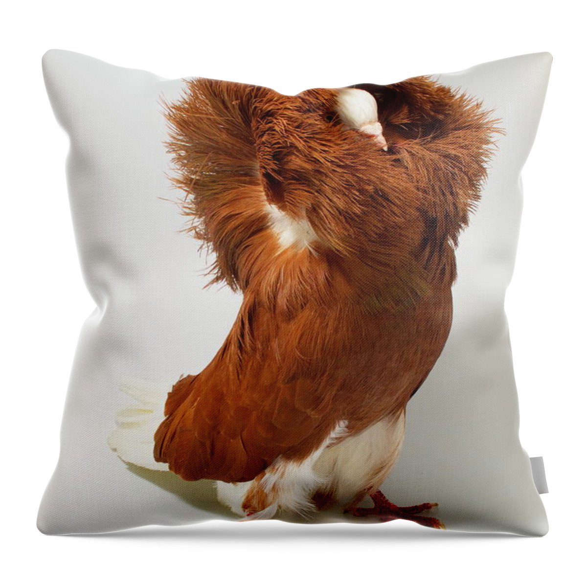 Pigeon Throw Pillow featuring the photograph Red Jacobin Pigeon by Nathan Abbott