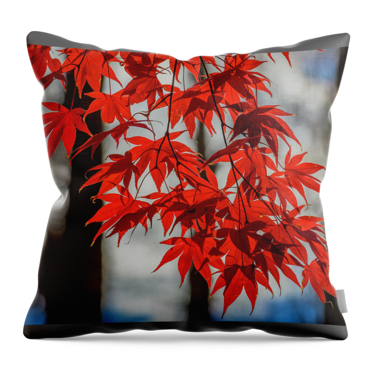 Elm Throw Pillow featuring the photograph Red Leaves by Cindy Lark Hartman