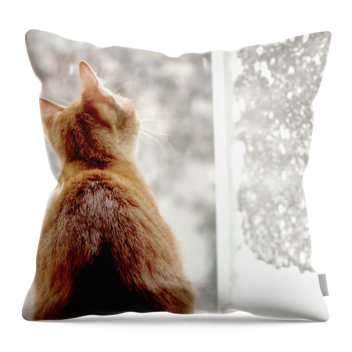 Pets Throw Pillow featuring the photograph Red Male Cat Watching Snow by Ralucahphotography.ro