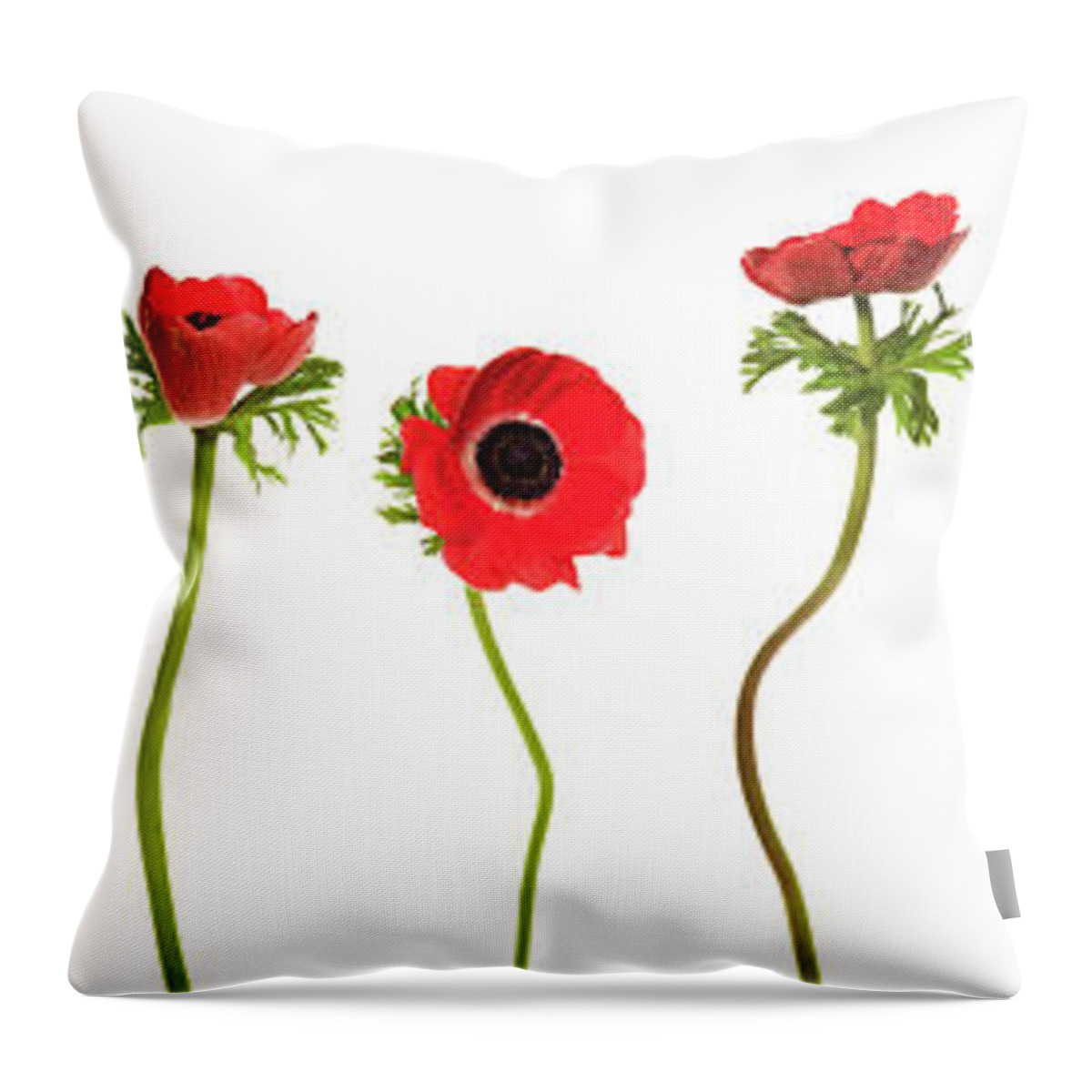 White Background Throw Pillow featuring the photograph Red Poppies Border Xxxl by Lloret
