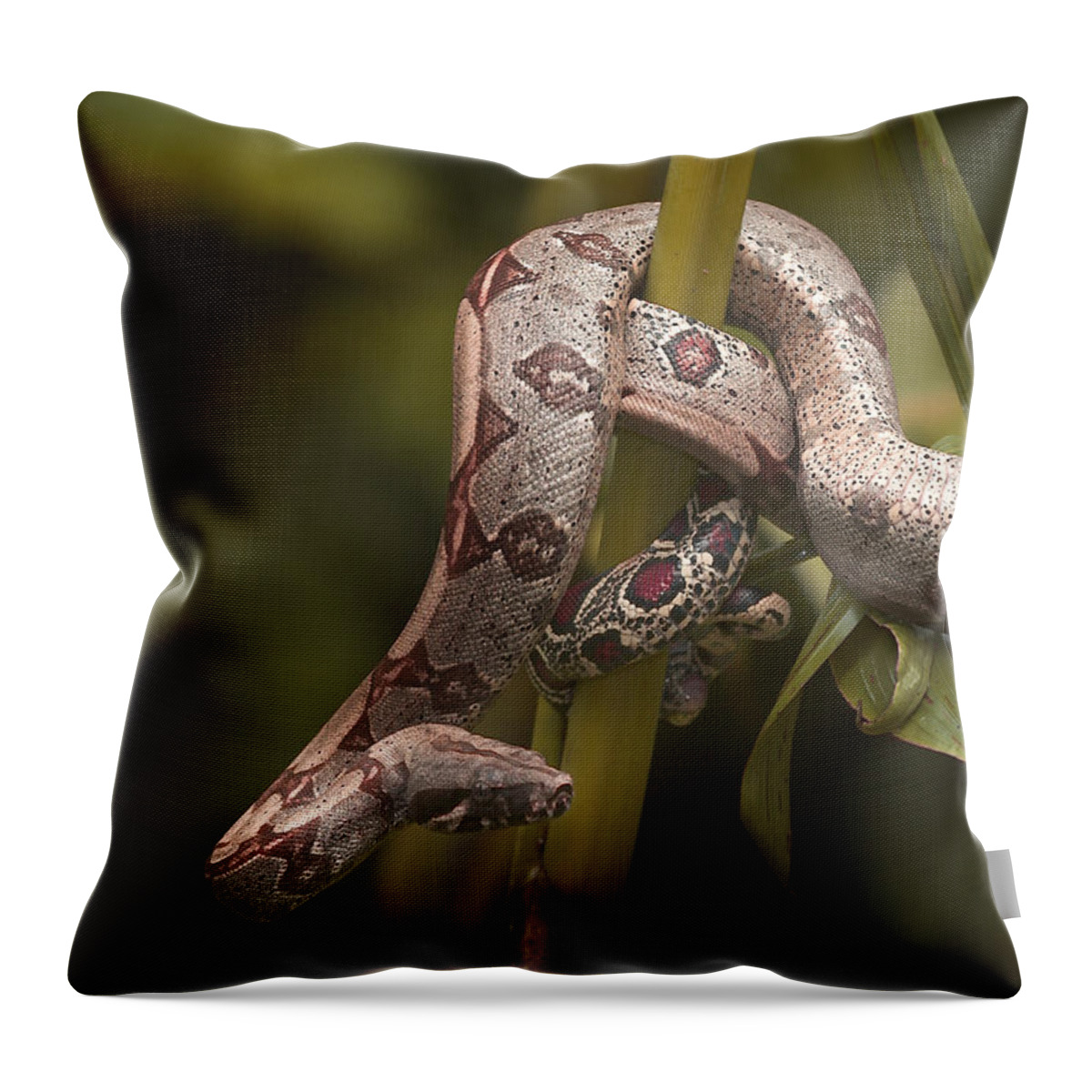 Amazonian Throw Pillow featuring the photograph Red-tailed Boa by Michael Lustbader
