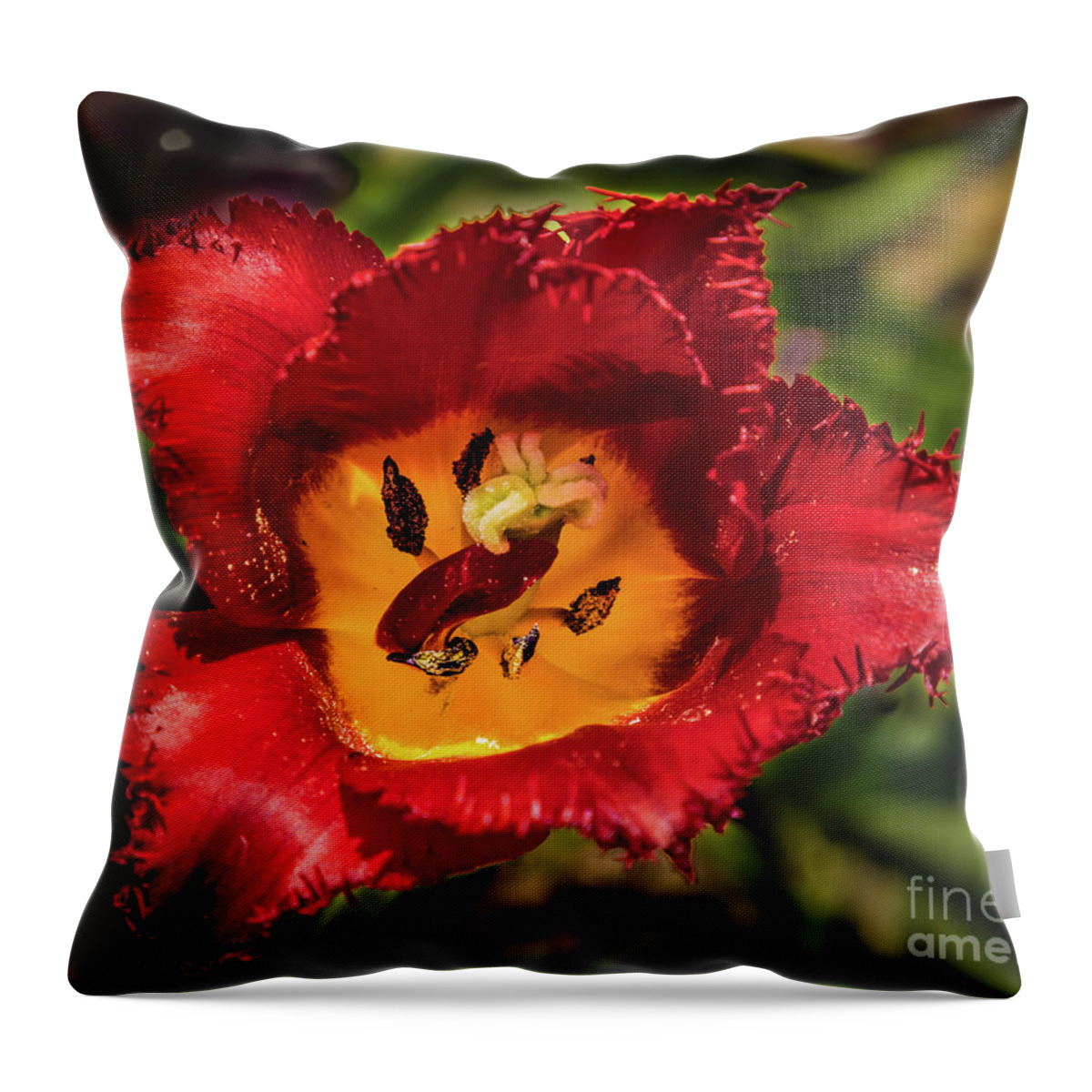 Tulip Throw Pillow featuring the photograph Red tulip by Lyl Dil Creations