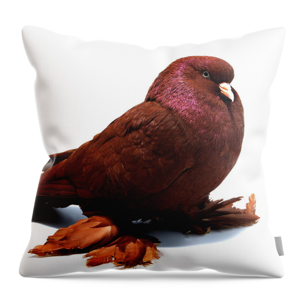 Pigeon Throw Pillow featuring the photograph Red West of England Tumbler Pigeon by Nathan Abbott