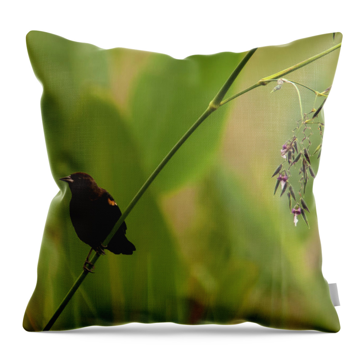 Blackbird Throw Pillow featuring the photograph Red-winged Blackbird on Alligator Flag by Paul Rebmann