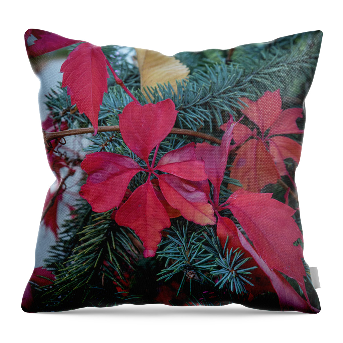 Fall Colors Throw Pillow featuring the photograph Reds, Yellows, and Blues by Aaron Burrows