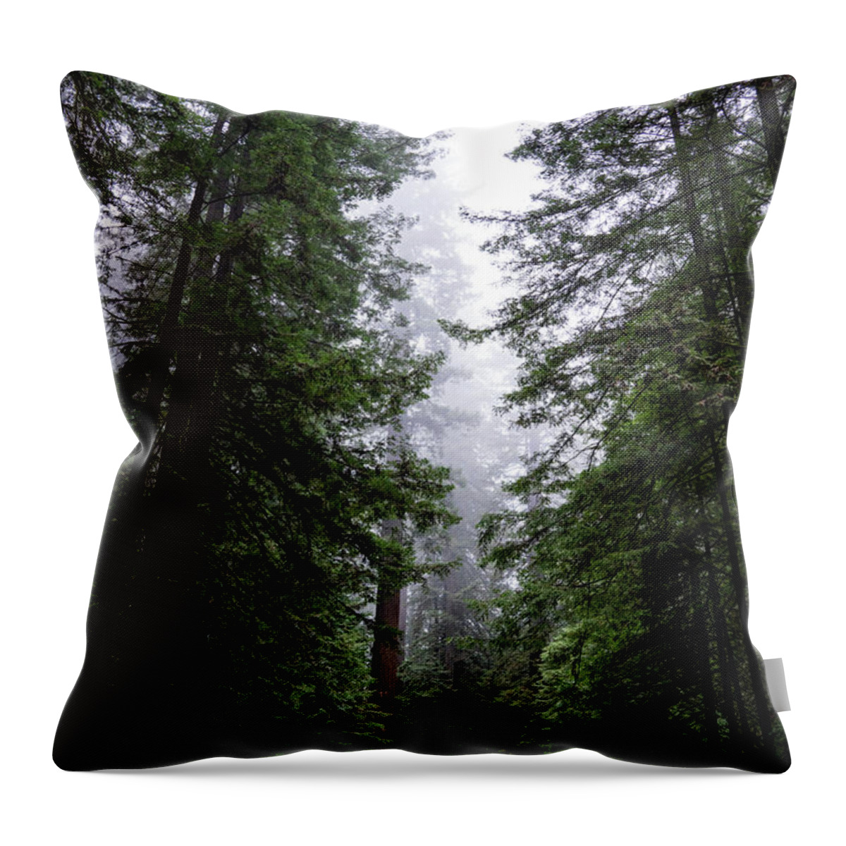 Sebastian Kennerknecht Throw Pillow featuring the photograph Redwoods Along Avenue Of The Giants by Sebastian Kennerknecht