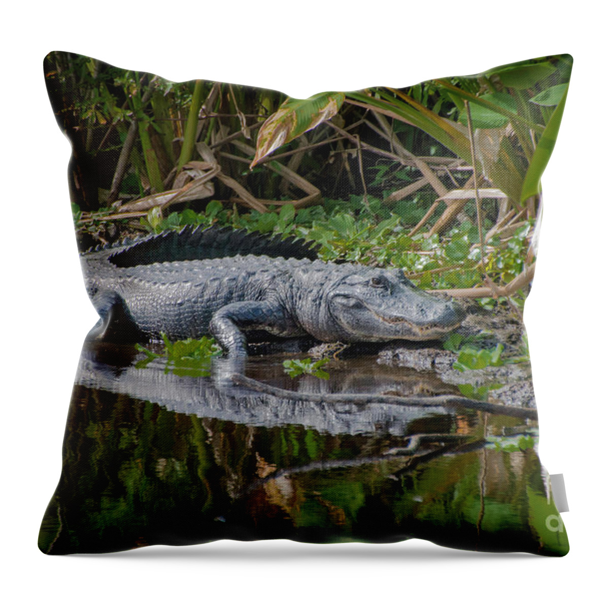 Alligator Throw Pillow featuring the photograph Resting Gator by Judy Hall-Folde