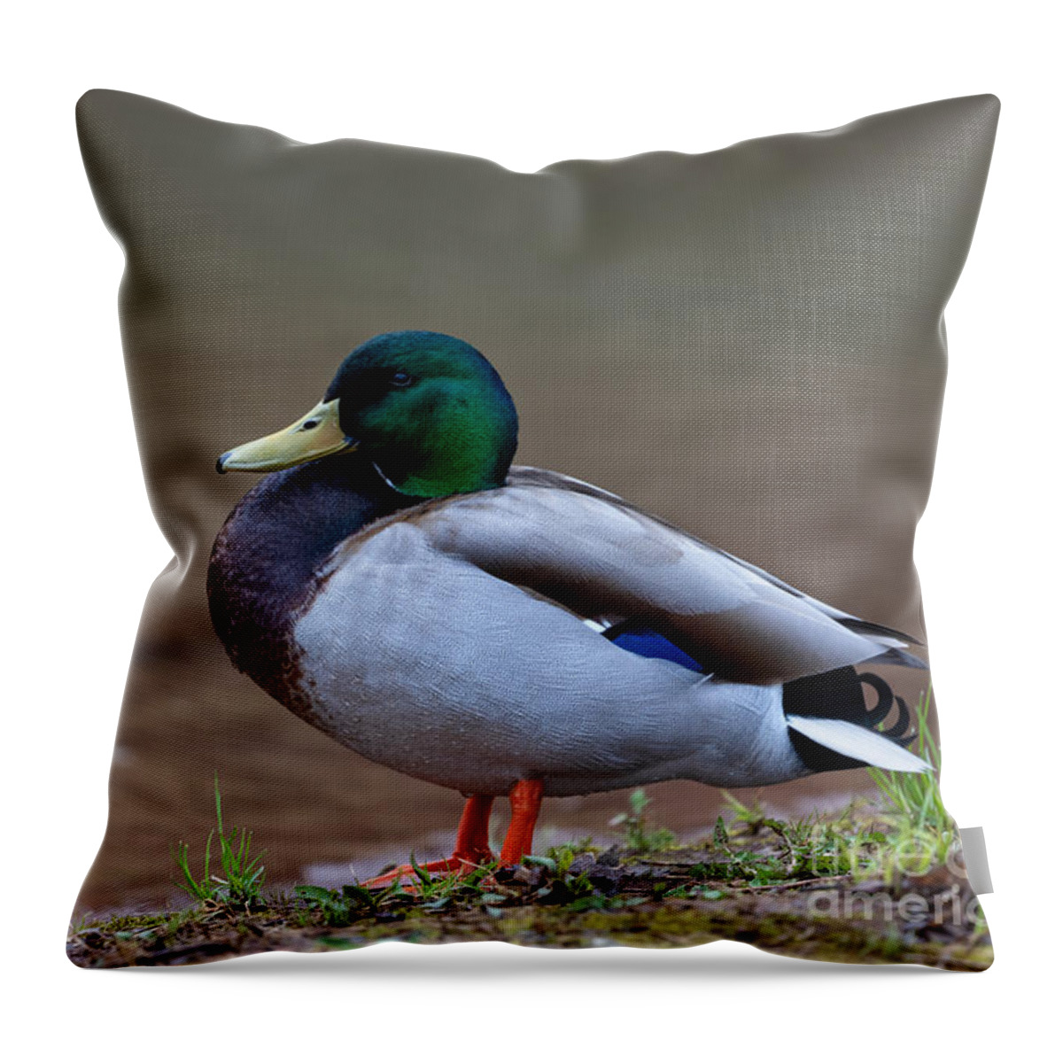 Photography Throw Pillow featuring the photograph Resting Mallard by Alma Danison