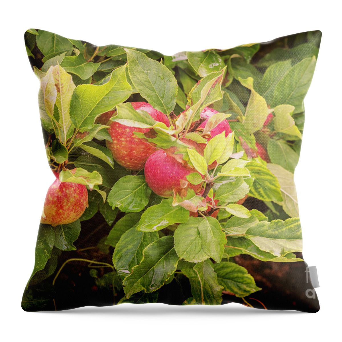 Branch Throw Pillow featuring the photograph Ripe apple tree by Sophie McAulay