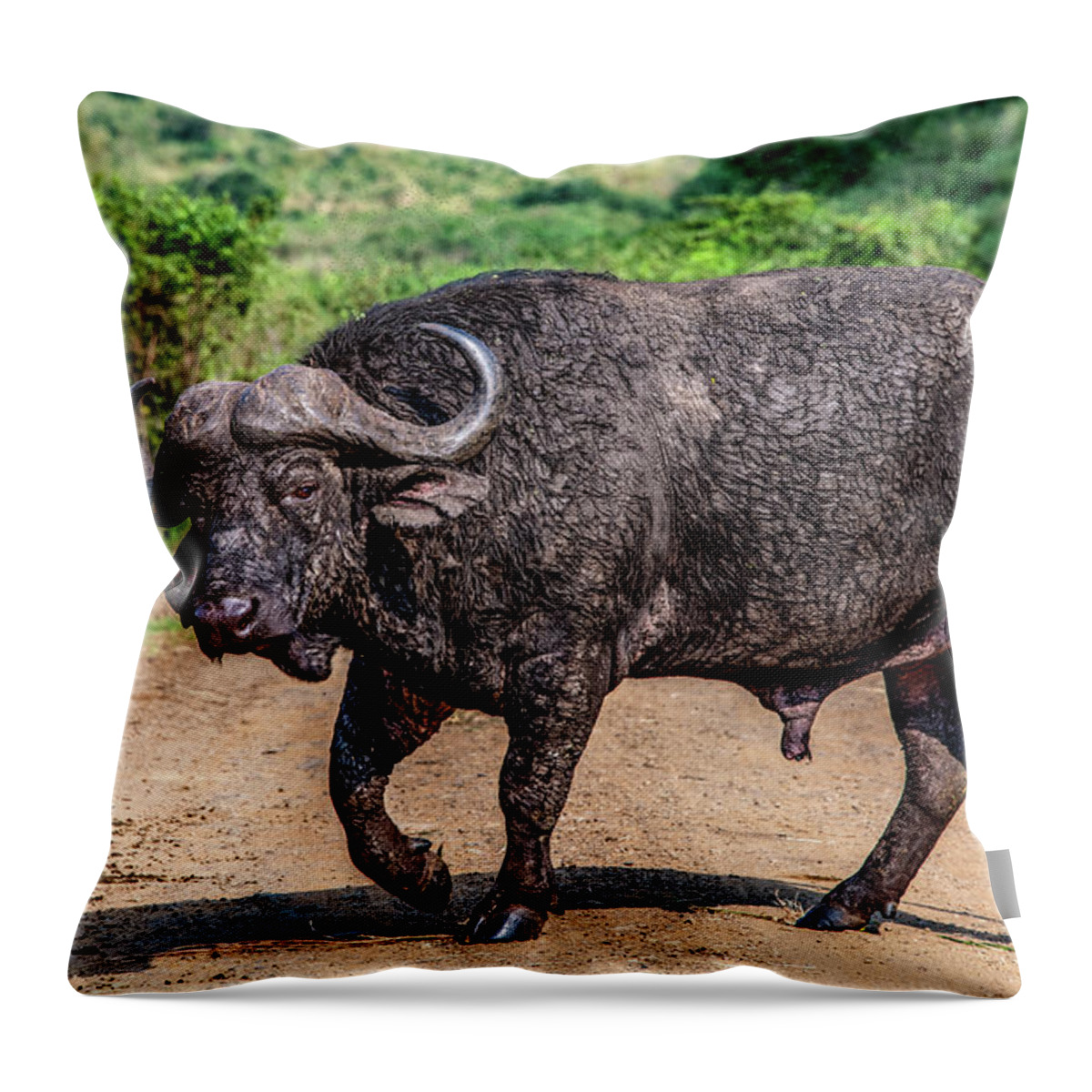 Safari Throw Pillow featuring the photograph Road Hazard by Marcy Wielfaert