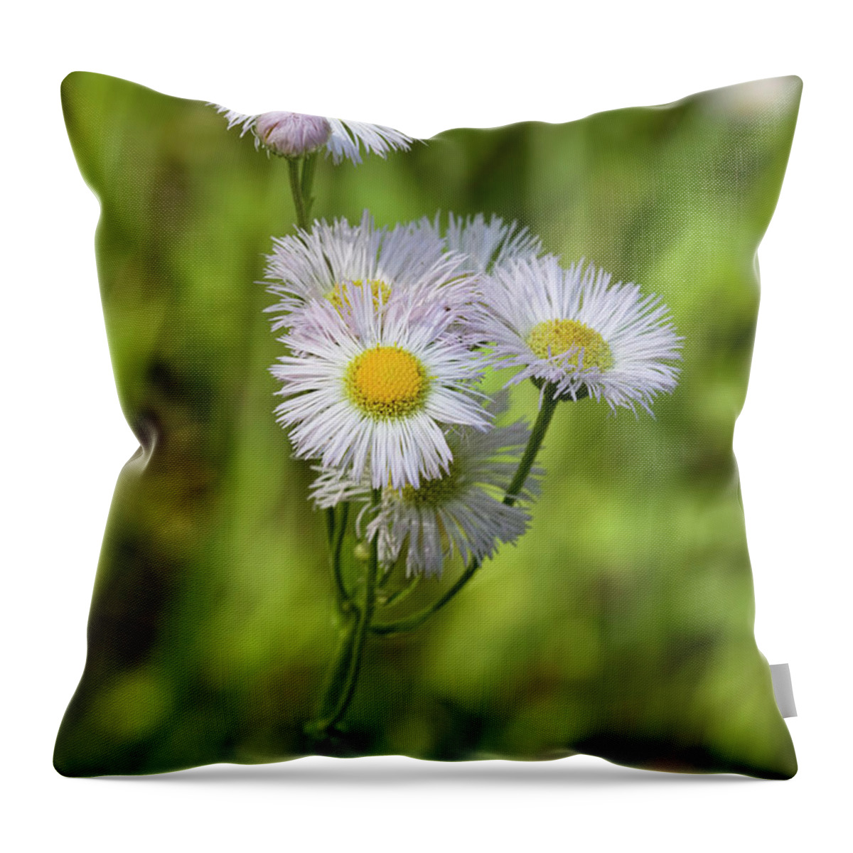 Erigeron Pulchellus Throw Pillow featuring the photograph Robin's Plantain - Erigeron pulchellus Wildflowers by Kathy Clark
