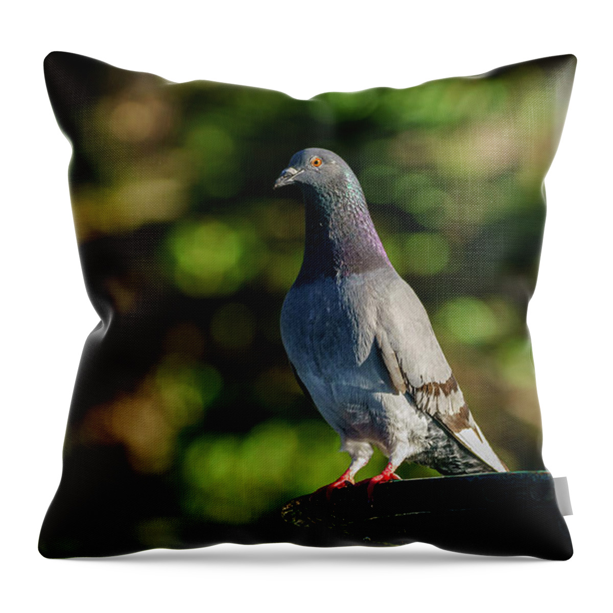 Feather Throw Pillow featuring the photograph Rock Pigeon at Genoves Park Fountain Cadiz by Pablo Avanzini