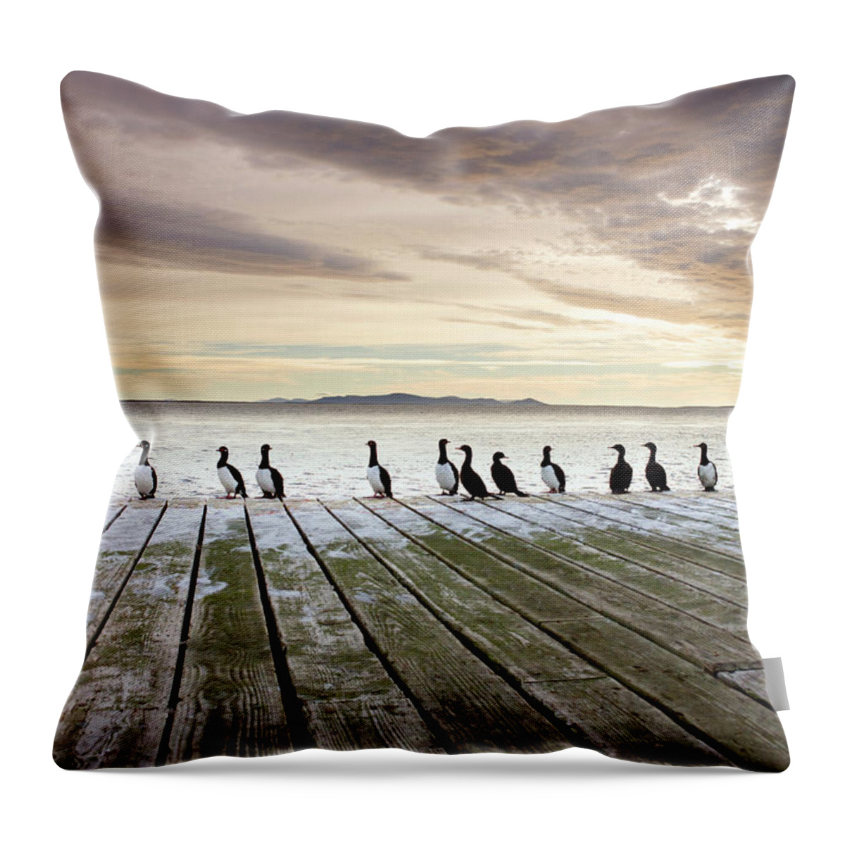 In A Row Throw Pillow featuring the photograph Rock Shags Phalacrocorax Magellanicus by Steve Allen