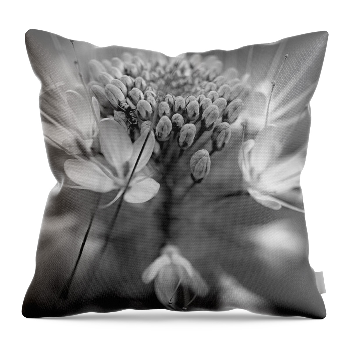 Disk1215 Throw Pillow featuring the photograph Rocky Mountain Bee Plant Abstract by Tim Fitzharris